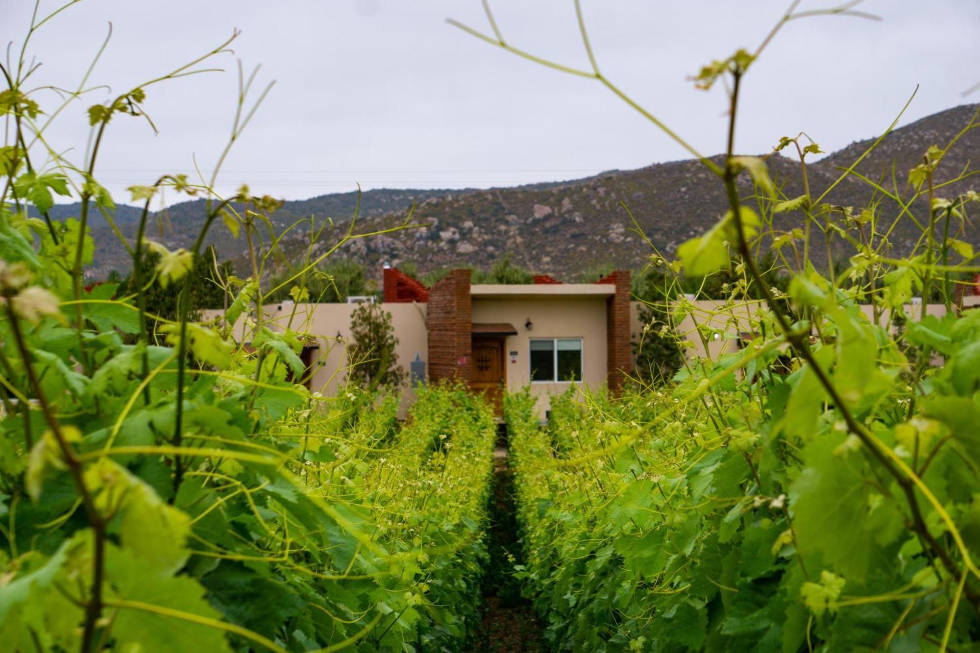 Ojo Azul Resort Valle de Guadalupe Zewnętrze zdjęcie